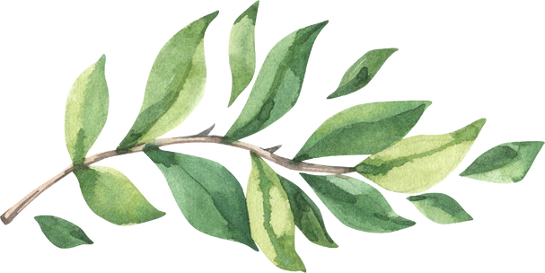 Watercolor Illustration of a Branch with Leaves 